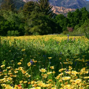 Flowers in Meadow