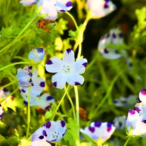 Flowers in Meadow