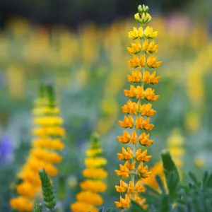 Golden Lupine in Meadow