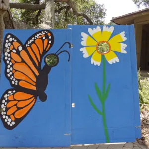 Photo opportunity, butterfly and tidytip, SBBG