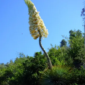Our Lord's Candle Across from SBBG Parking Lot Entrance