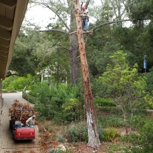 Giant Sequoia Removal