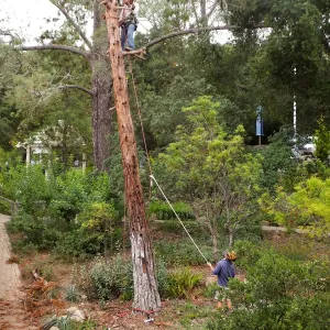 Giant Sequoia Removal