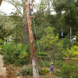 Giant Sequoia Removal