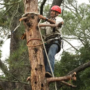 Giant Sequoia Removal