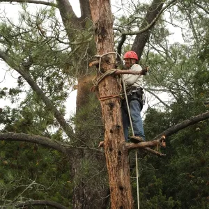 Giant Sequoia Removal