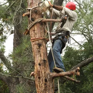 Giant Sequoia Removal