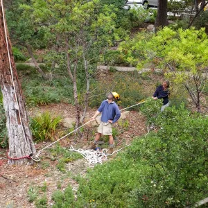 Giant Sequoia Removal