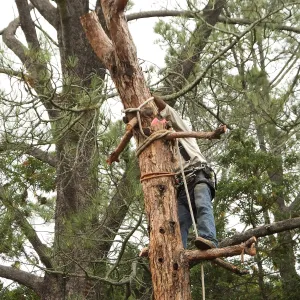 Giant Sequoia Removal