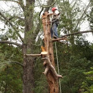 Giant Sequoia Removal