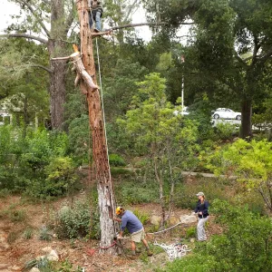 Giant Sequoia Removal