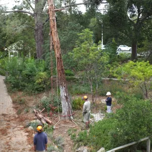 Giant Sequoia Removal