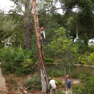 Giant Sequoia Removal