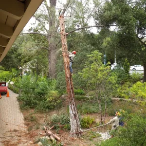 Giant Sequoia Removal
