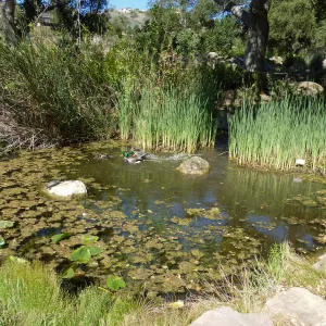 Ducks and Turtles in Pond