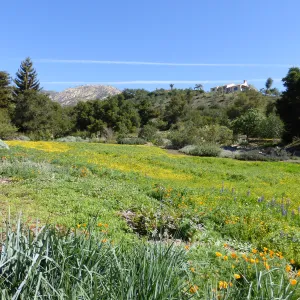 Wildflowers Starting to Bloom in Meadow