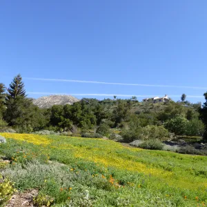 Wildflowers Starting to Bloom in Meadow