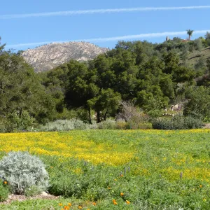 Wildflowers Starting to Bloom in Meadow
