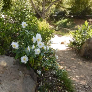 Home Demonstration Garden