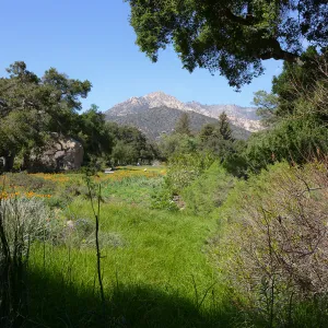 Meadow Revival Project 2014 Spring Wildflower Display