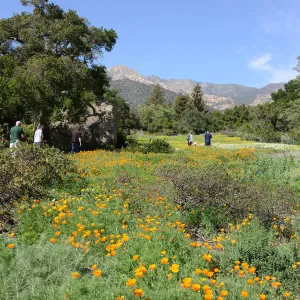Meadow Revival Project 2014 Spring Wildflower Display