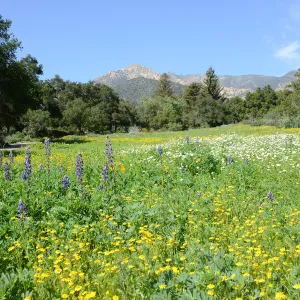 Meadow Revival Project 2014 Spring Wildflower Display