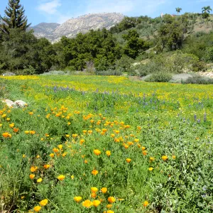 Meadow Revival Project 2014 Spring Wildflower Display