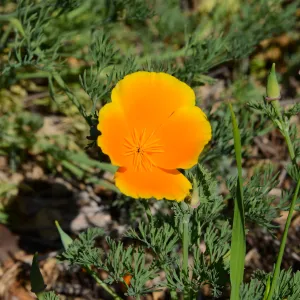 Meadow Revival Project 2014 Spring Wildflower Display