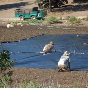 Meadow Revival Project Black Plastic Mulch Installation