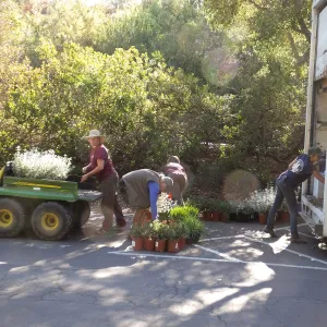 Fall Plant Sale 2014 Preparations