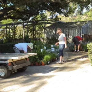 Fall Plant Sale 2014 Preparations