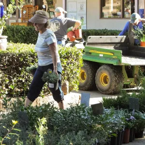 Fall Plant Sale 2014 Preparations