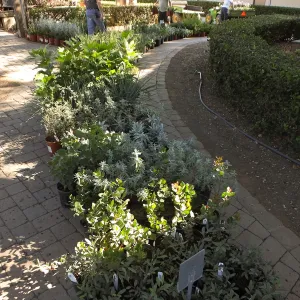 Fall Plant Sale 2014 Preparations