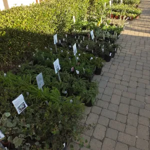 Fall Plant Sale 2014 Preview Eve Plant Display