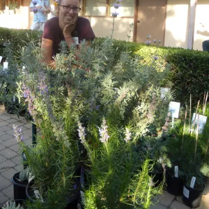 Fall Plant Sale 2014 Member Preview Party
