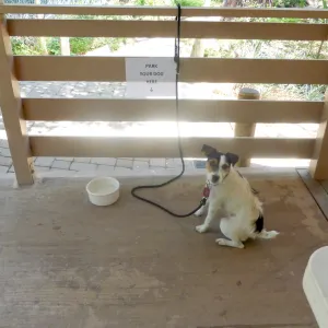 Park Your Dog Here