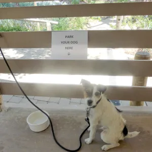 Park Your Dog Here