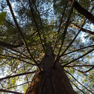 California Grape in Coast Redwood