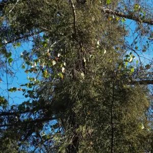 California Grape in Coast Redwood