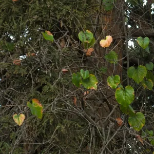 California Grape in Coast Redwood