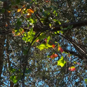 California Grape in Coast Redwood