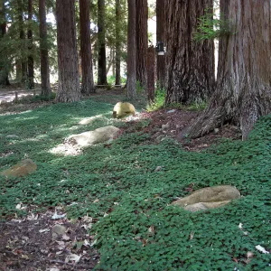 Redwood sorrel recovery with new irrigation