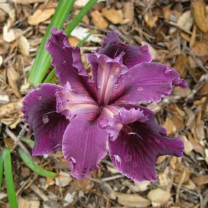 Iris near picnic site