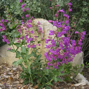 Penstemon spectabilis 