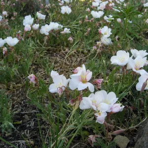 Evening-primrose blooming at front of Desert Section