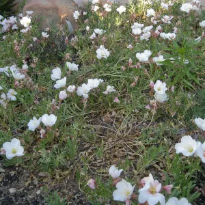 Evening-primrose blooming at front of Desert Section