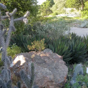 Front of Desert Section