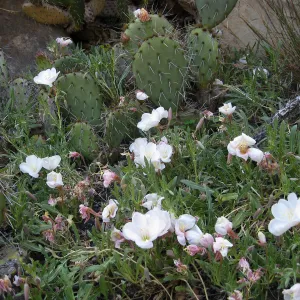 Evening-primrose in Desert Section
