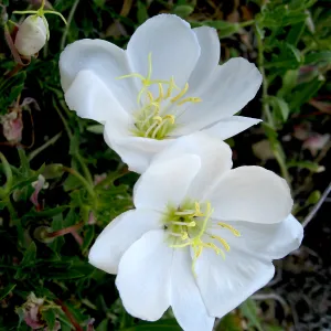 Evening-primrose in Desert Section