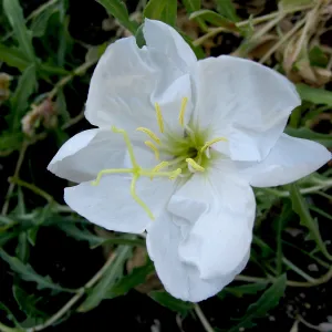 Evening-primrose in Desert Section